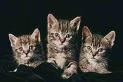 trzy kotki