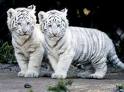 Tygrysek Biały