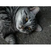 nika2917