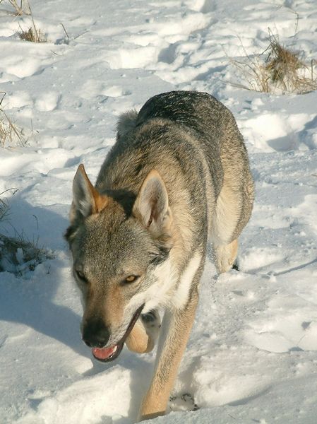 czechosłowacki wilczak