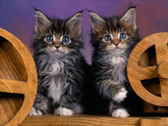Dwa śliczne rasowe kotki