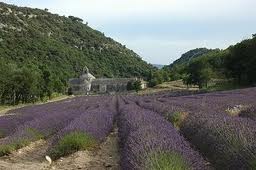 Pojechać do Prowansji