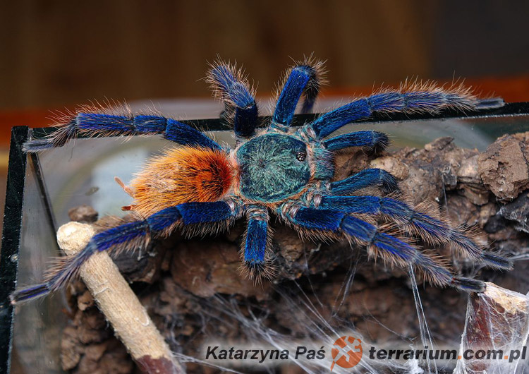 Chromatopelma cyaneopubescens / Tarantula Niebieskozielona Samiec/Samica