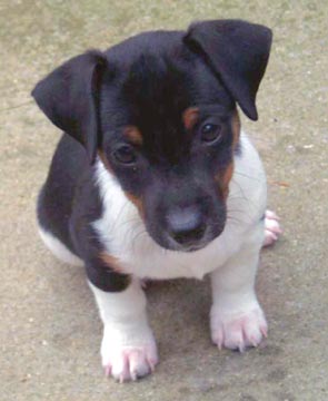Pies Jack Russell Terrier