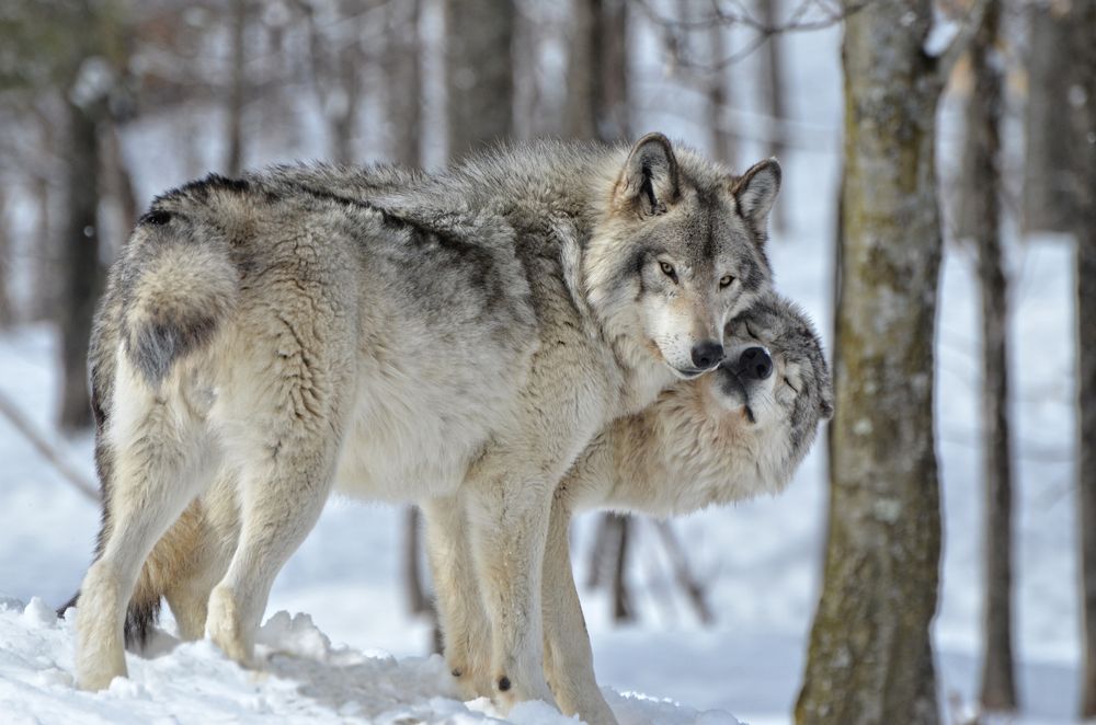 Obserwowanie wilków - Bieszczady