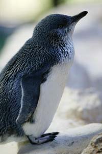 Pingwin Mały