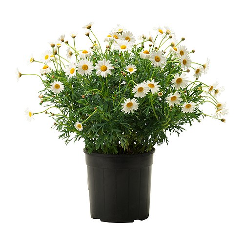 ARGYRANTHEMUM FRUTESCENS
