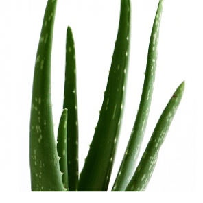 Wyciąg z aloesu