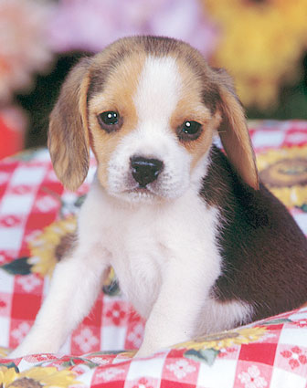 piesek beagle