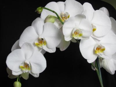 Orchidea, storczyk - prawdziwy, żywy