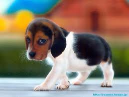 pies beagle