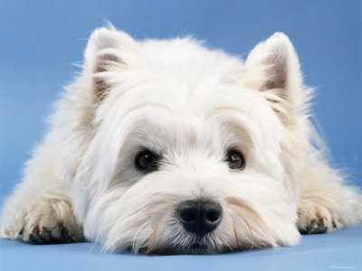 Pies rasy West Highland White Terrier z rodowodem