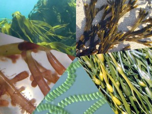 Kompleks morski z algami