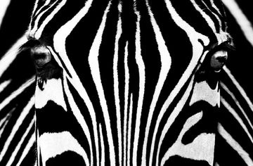Fototapete zebre