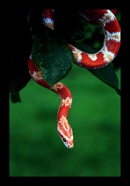 Wąż Zbożowy 