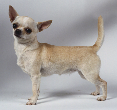 Śliczny Chihuahua krótkowłosy