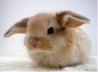 królik miniaturka 