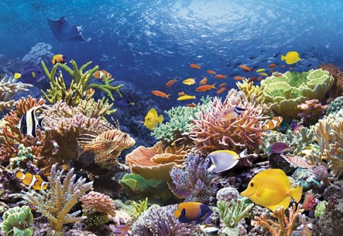 kurs nurkowania- rafa koralowa