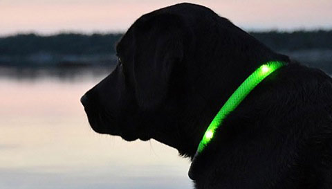 Pezent numer 1 !!! Obroża LED dla psa w ładnym kolorze (zielony/niebieski)