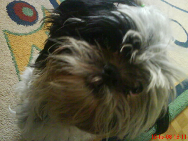 Pies shih tzu 