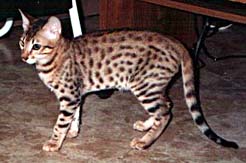 Kotek Bengalski