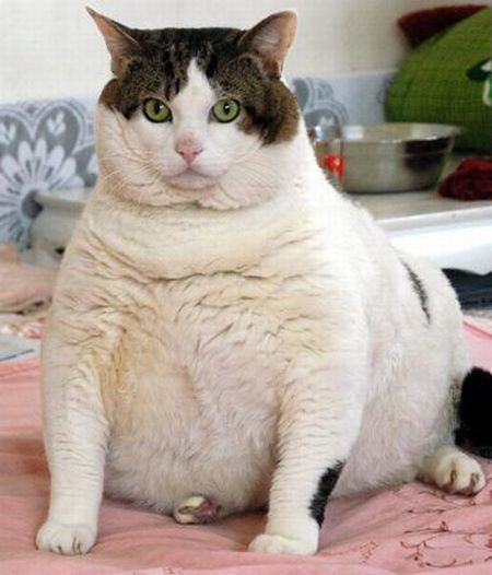 Najgrubszy kot na świecie 