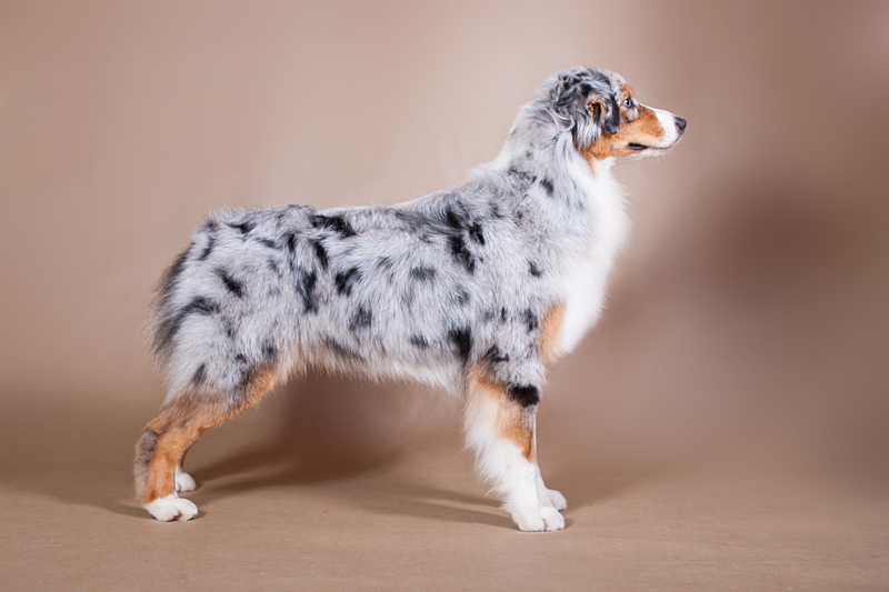 Owczarek Australijski (typ Amerykański) 