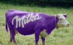 Zobaczyć krowę Milkę