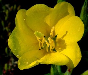 Olej z wiesiołka zimnotłoczony, organiczny