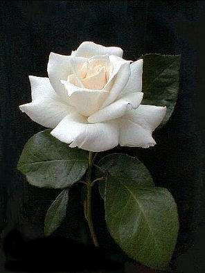biała róża.