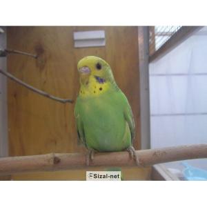 Papuga falista z klatką Megi i wyposażeniem