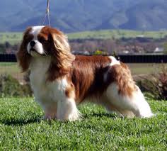 Pies rasy Cavalier King Charles Spaniel z rodowodem