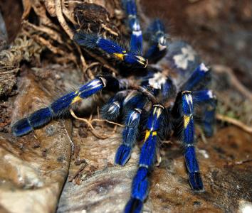 MTP Poecilotheria metallica - królowa ptaszników!