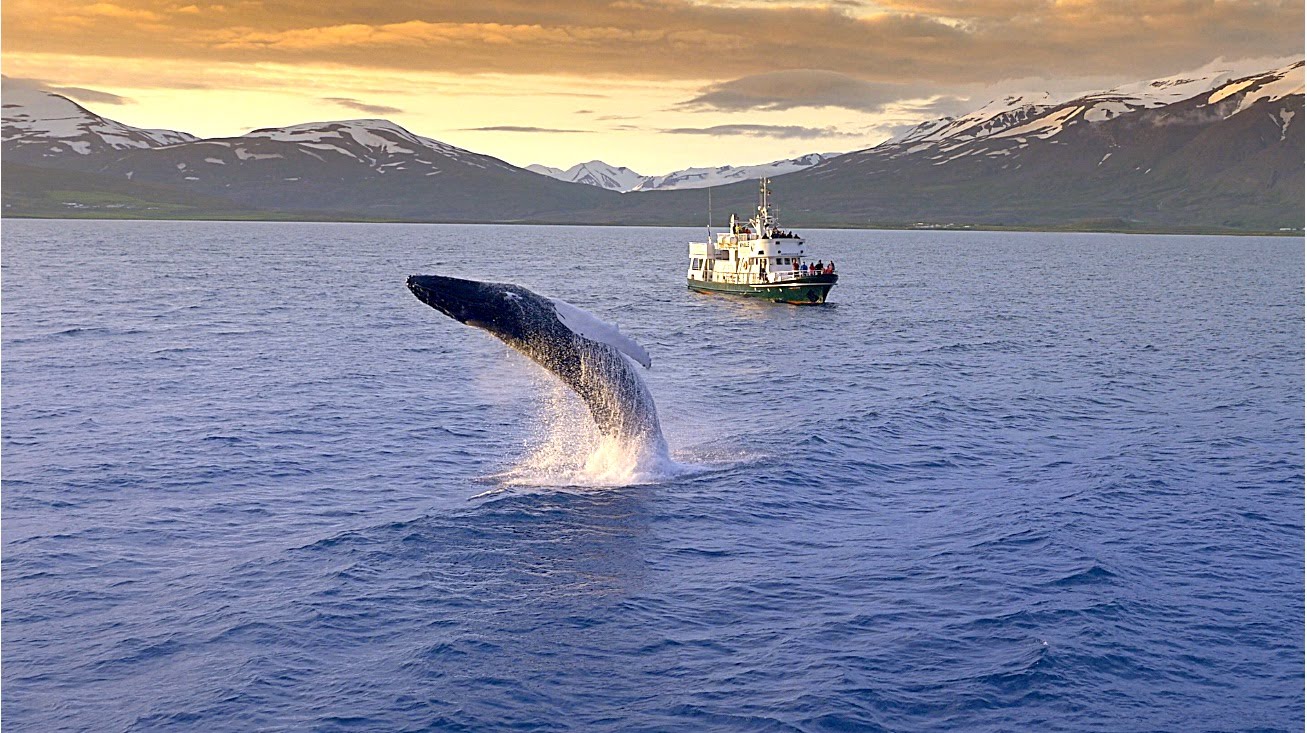 Obserwowanie wielorybów - Islandia