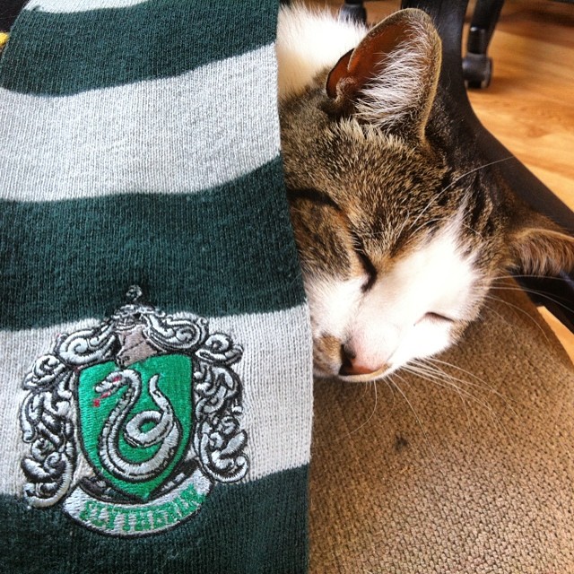 Szalik Slytherin 