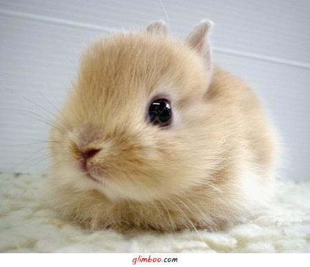 Mały, słodki króliczek
