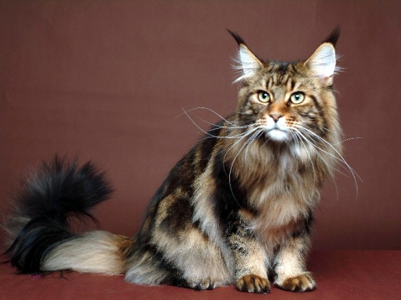 Kot Maine Coon
