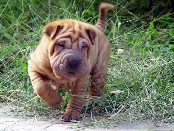 Sharpei