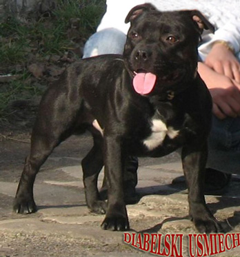 Staffordshire bull terrier