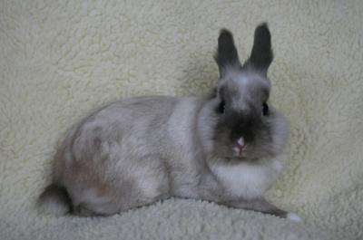 Królik miniaturka - do adopcji