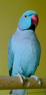 Papuga Aleksandretta Obrożna