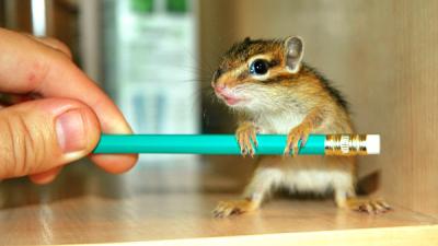 Wiewiórka syberyjska burunduk z 2013 r młode