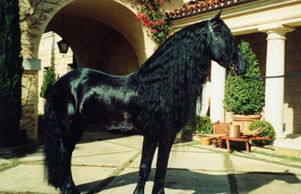 Koń fryzyjski