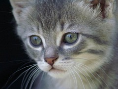 kotek