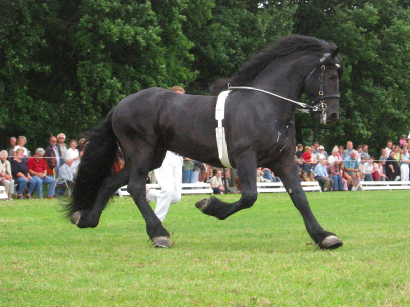 Koń Fryzyjski (Kary)
