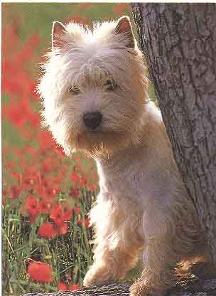 Pies West Highland Wchit Terrier