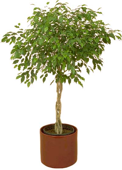 Drzewko Ficus Benjamina